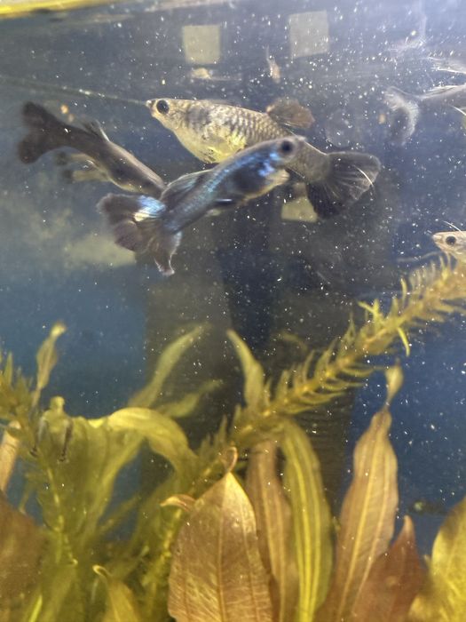 Гуппи синяя московская самцы