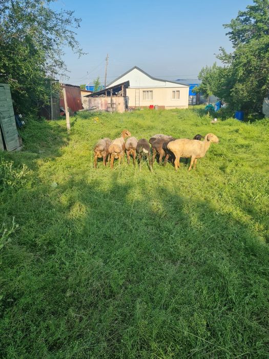Саулық қойлар   сатылады