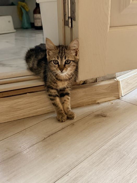 Котята девочки в ответсвенные руки