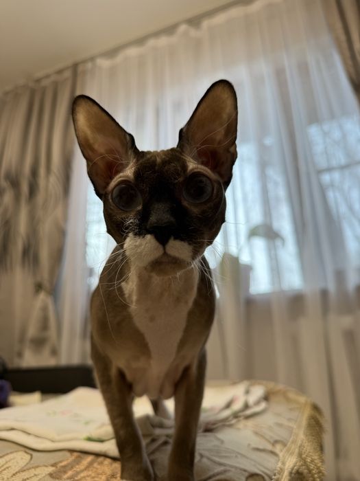 Продается кот породы Донской сфинкс