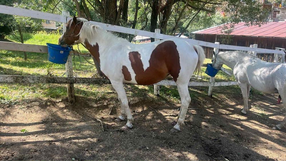 Кобила 4,5 год, без лоши навици