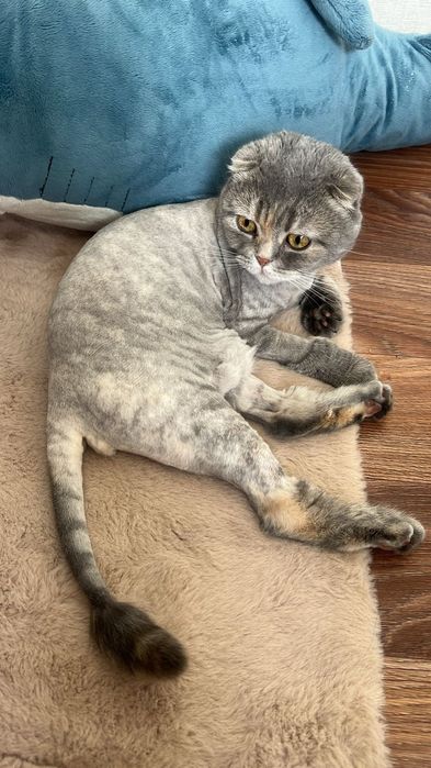 Стрижка, экспресс линька кошек