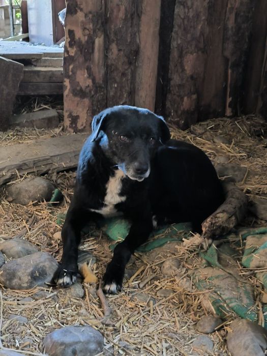 Пропала собака может кто видел