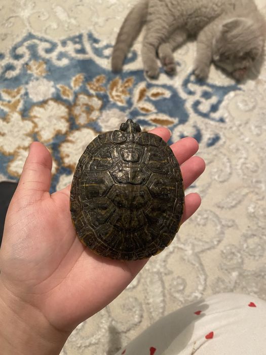 Продам черепахаа