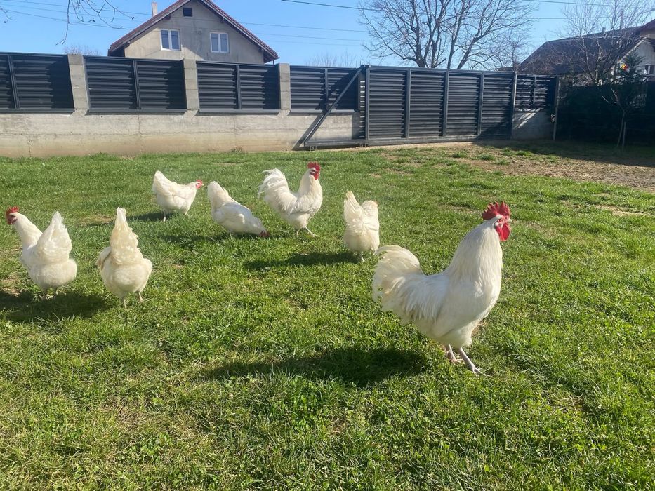 2+1 Australop alb/Playmouth rock/Marans/Ceamani