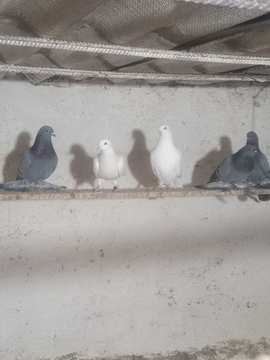 Голуби на игру разные