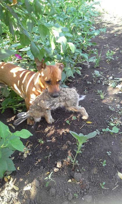 Помощь в поиске питомца