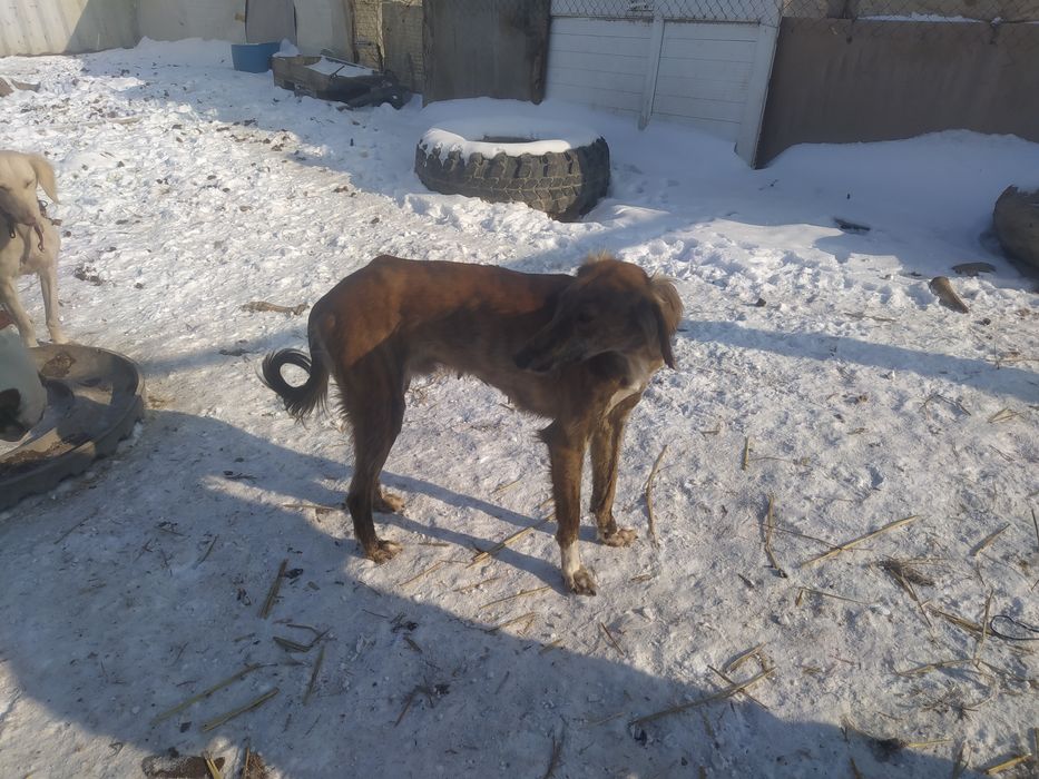 Продам тазы Молодые