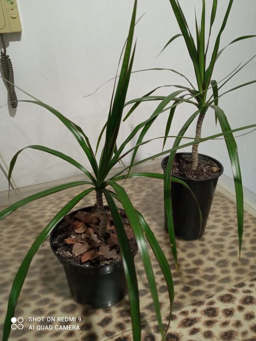 Продаю комнатный цветок Драцена окаймленная
