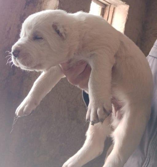 Продам щенка алабая, белый цвет.