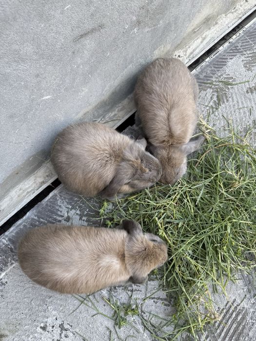 Dekarativni karlik baran