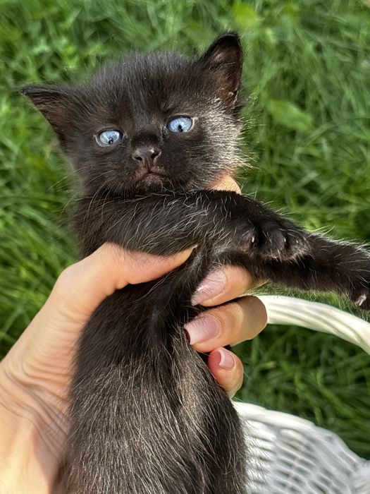 Красивые, домашние котята!!!
