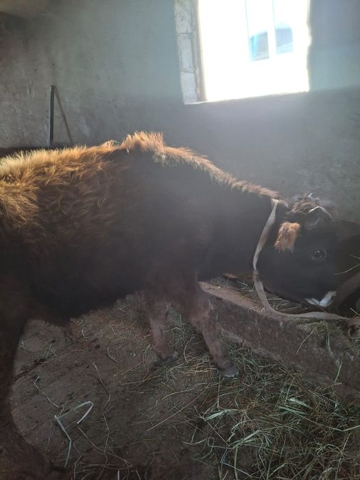 Продается бычки очень хорошие 10-11 месячные