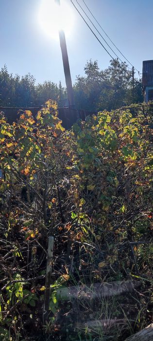 Продам дачу с баней в  СТ  Борки