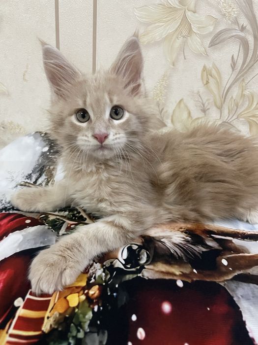Продается котенок мейн-кун