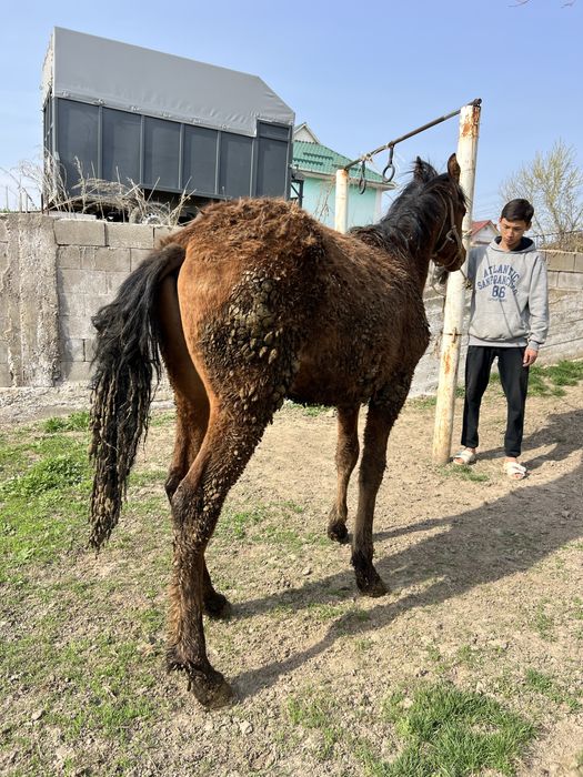Семиз Еркек Тай Жеребят