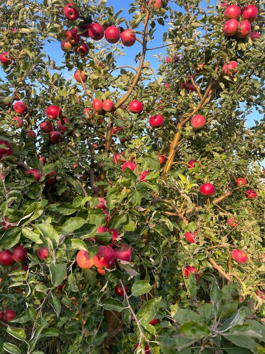 Яблоневый сад