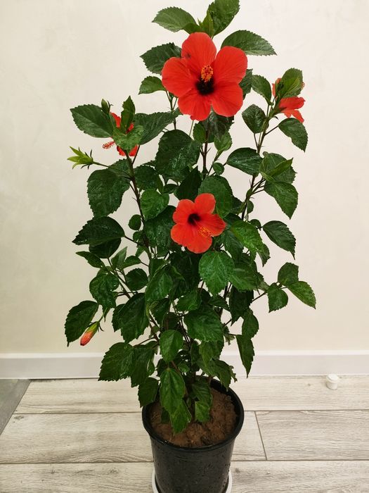 Домашние растения, доставка.