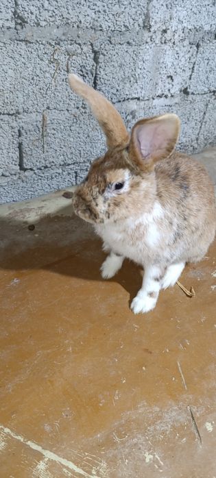 Zottor rex quyonlar sotiladi