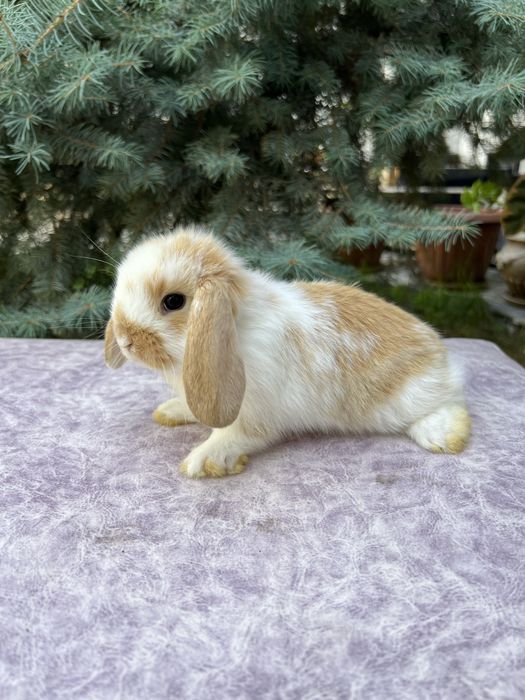 карликовые кролики