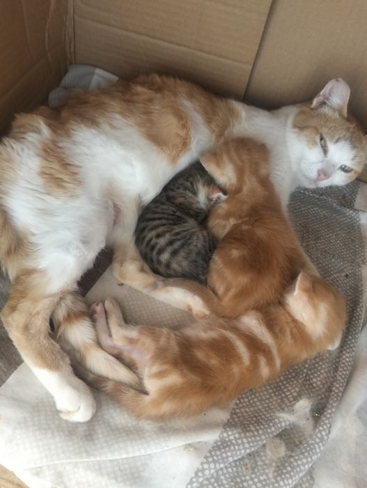 Бронь на котят возраст 1 месяц