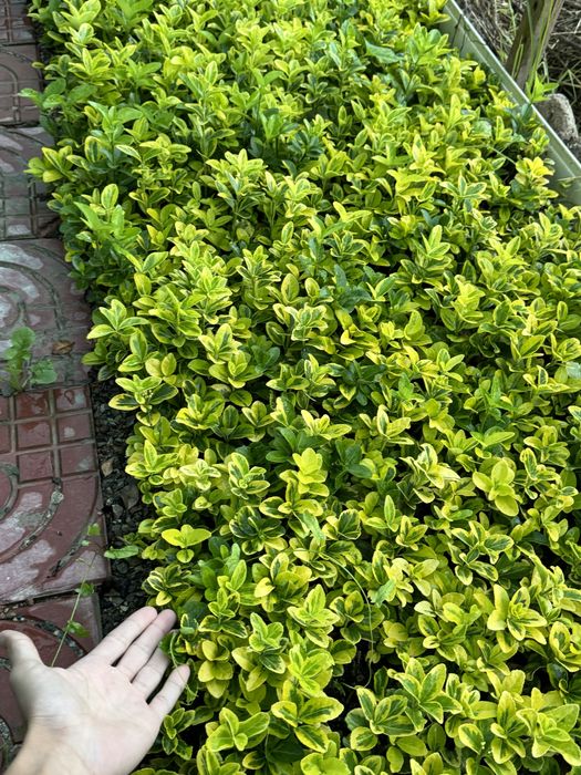 Бересклет оптом