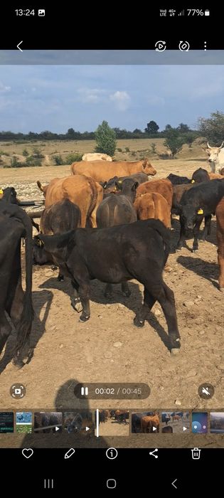 Viței Vițele vaci angus