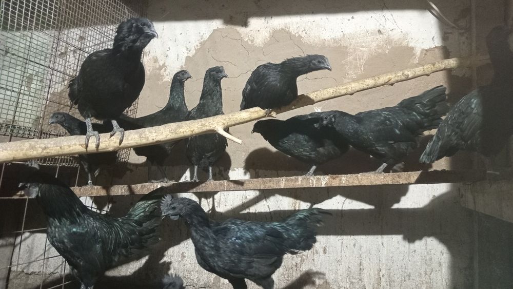 Продам чёрных кур, Аям Цемани