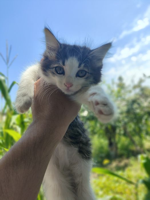 Mushuk bolalari hadya qilinadi, sharti boqaman degan insonlar olsin