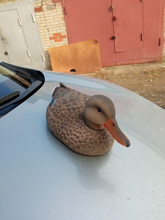 Чучела гуся, утки плавающие, кряквы.