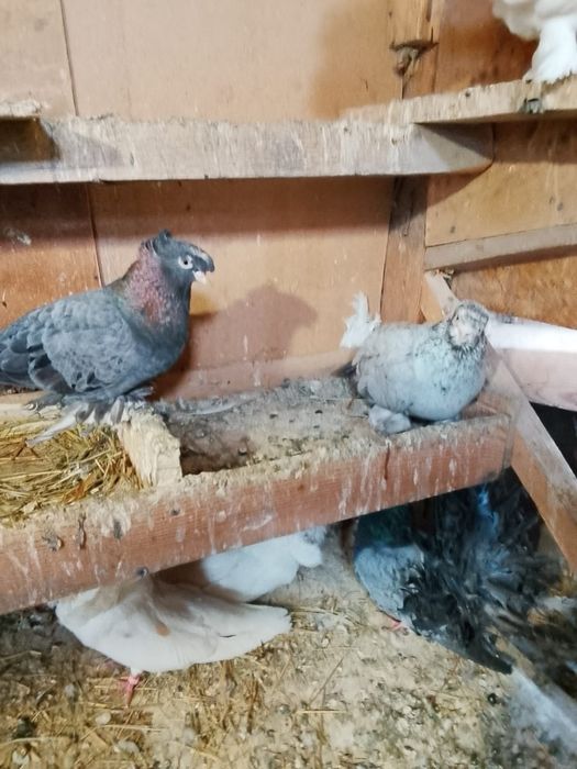 Продам голубей челкари