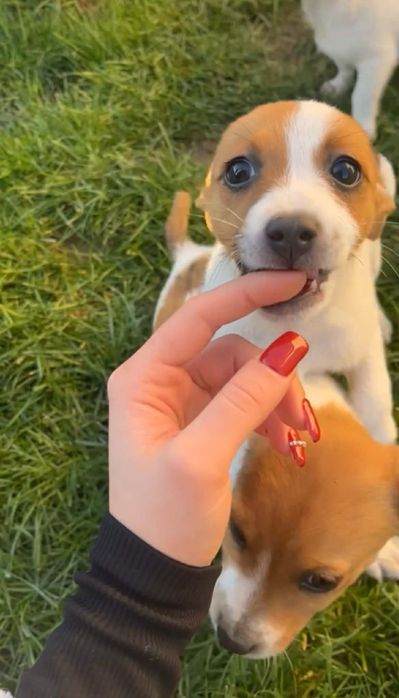 Джакче момиченце!