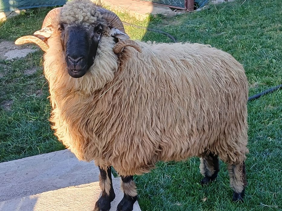 Vînd (schimb) berbec mior bucălău