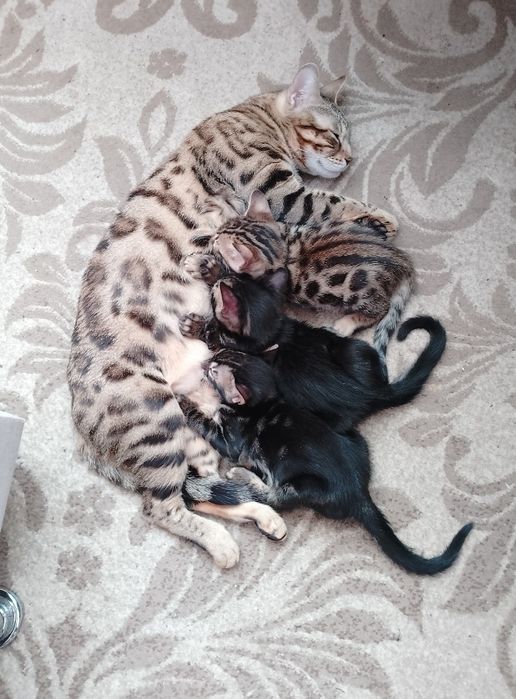 Котята бенгальские