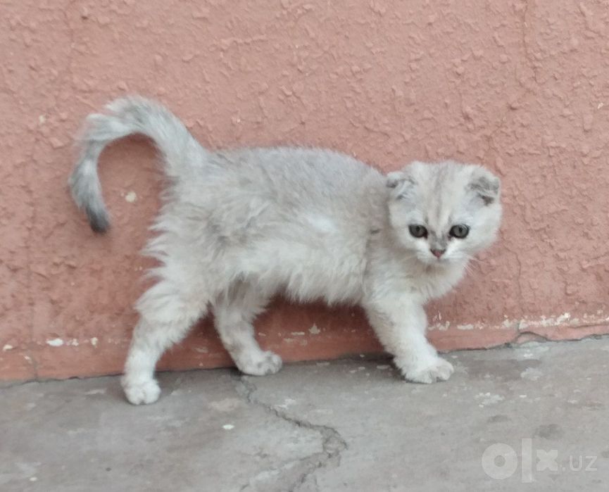 Кошки зотли 2.5 ойли Shinshilla qiz 
2.5 oyli
Sotuvda
Toshkentda
Onasi