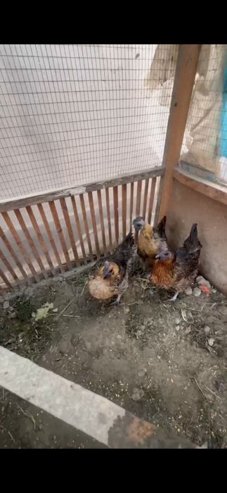 Lakadenza tovuqlari sotiladi 3 ta makiyon xammasi tuxumda