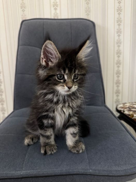 Мейкун котенок 1,5 месяца