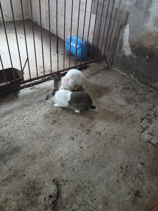 Vând iepuri de casa