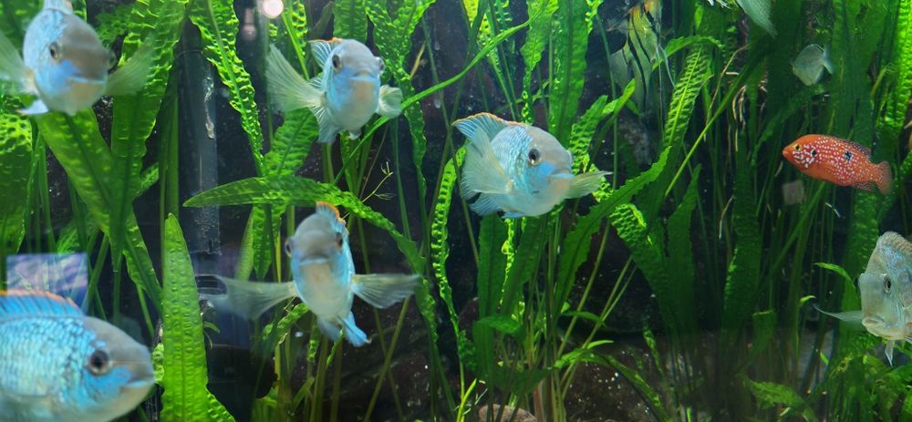 Peste Electric Blue Acara