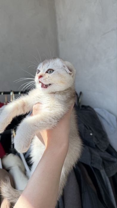Продается котенок (девочка)