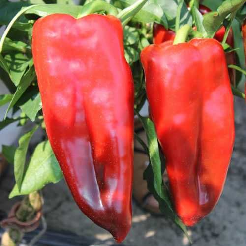 Rasaduri de Ardei Kapia Kaptur