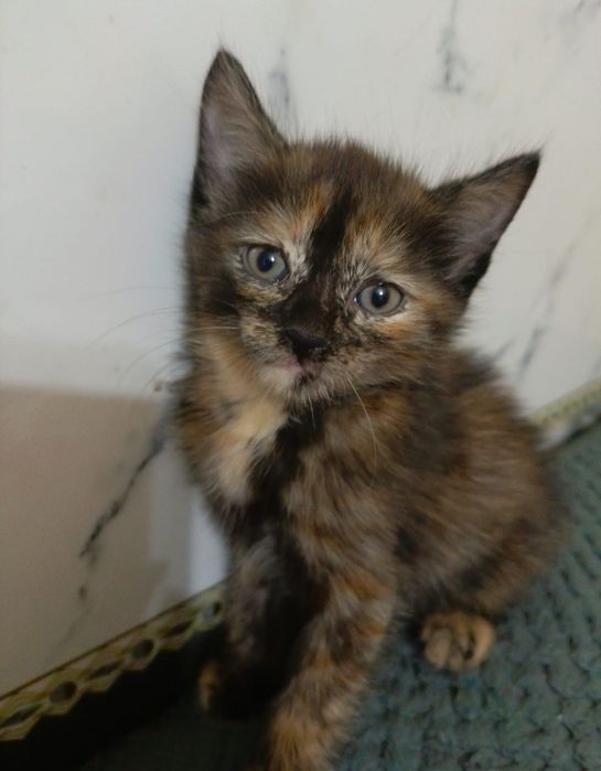 Отдам котят в хорошие руки