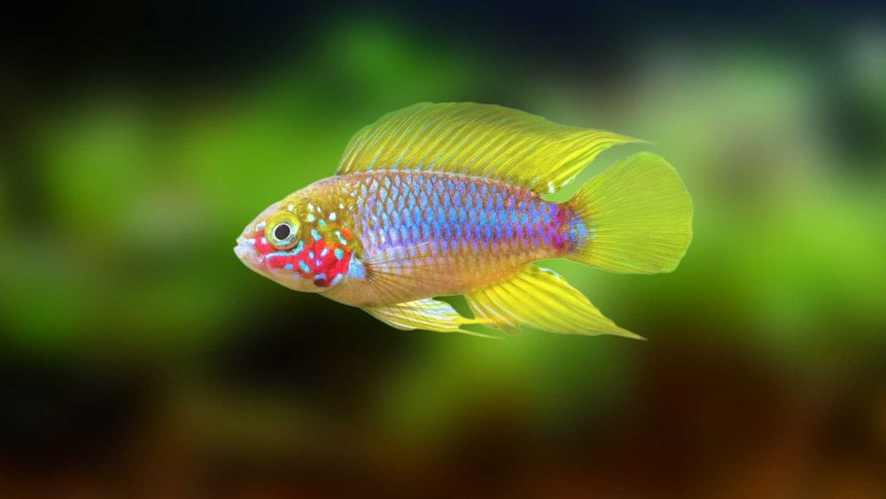 Аквариумная рыбка "Апистограмма"