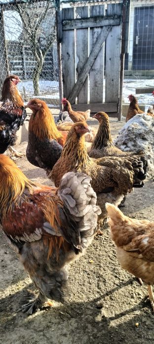 Cocos brahman tineri