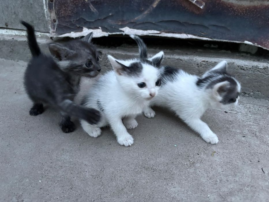Отдаем котят в добрые руки, уральск