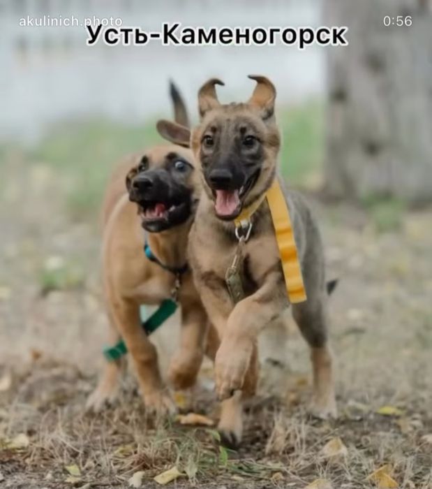 Пристраиваем девочек самым лучшим родителям!!!