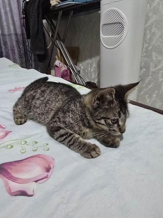 Помогите пристроить