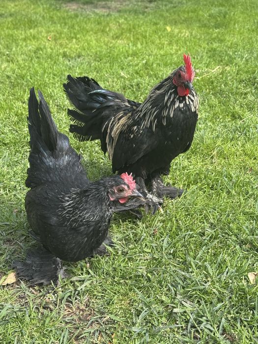 Mii de flori negru cu gat argintiu si auriu