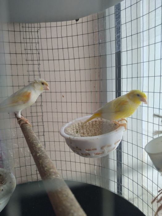 Канарейка сотилади