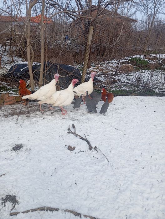 Продавам малки паунчета и кокошета